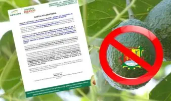 APEAM desmiente certificación de exportación de aguacate nayarita