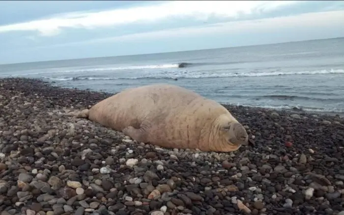 Elefante marino nada lejos de su hogar y 'turistea' en playas de Nayarit