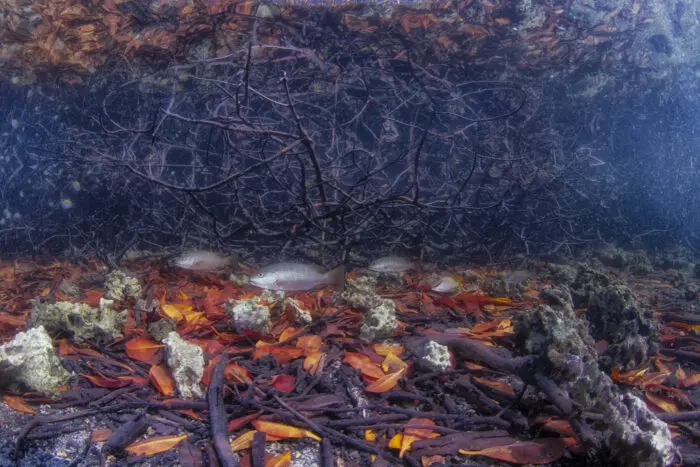 ¿Cuánto vale un arrecife? Estudio que revela el impacto económico oculto en nuestros océanos