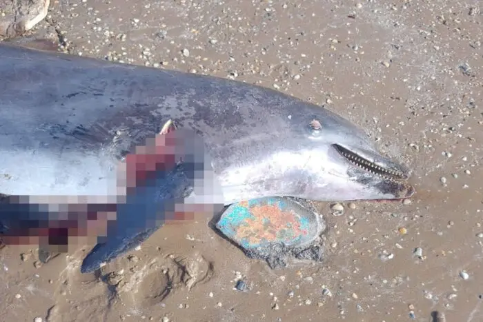 Tamaulipas | Hallan delfín muerto por uso ilegal como carnada de tiburón