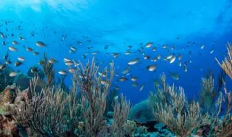 104 países comprometen 6,400 millones para los océanos