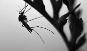 ¿Por qué los mosquitos pican más a unas personas que a otras?