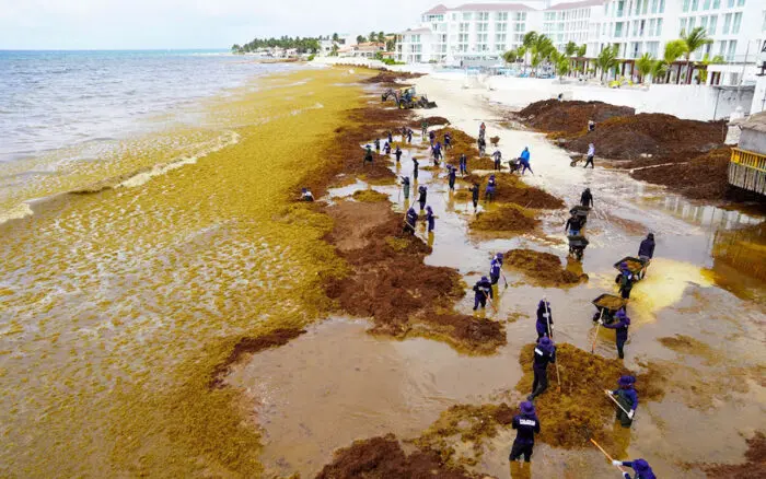 Proponen crear una industria basada en el sargazo para atender la crisis en el Caribe mexicano