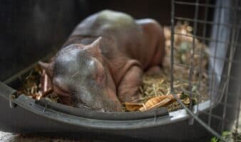 Hipopótamo recién nacido solo y desnutrido es rescatado en Colombia