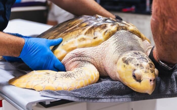 Rhossi, la rara tortuga que llegó a Gales desde Texas