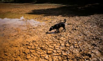 El Niño podría causar 451,000 muertes adicionales en el mundo hasta febrero