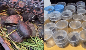 Autoridades ambientales hallan 75 tarántulas y 20 tortugas en un autobús a Chihuahua