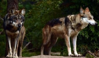 Trump va contra el lobo gris mexicano; busca quitarle protección