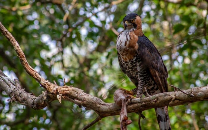 Crónicas de un naturalista: Mi encuentro con el águila más elegante de México | Por Zabdiel Ademar Peralta Fonseca