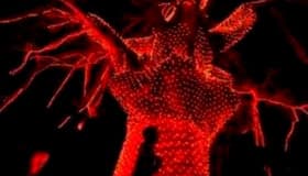 Foto: Iluminación del árbol sagrado maya