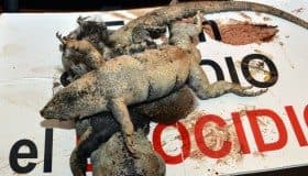 Frenan ecocidio en el malecón Tajamar, Cancún