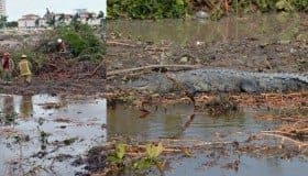 Así fue la destrucción del manglar en Quintana Roo