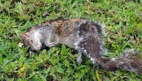 Fonatur debe rescatar vegetación y fauna en Tajamar: Profepa