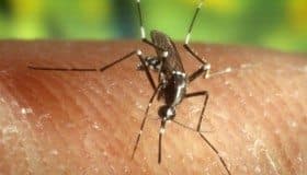 Zika: síntomas en una de cada cuatro personas infectadas 
