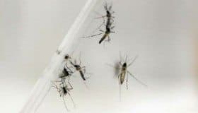 Zika puede desencadenar el síndrome de Guillan-Barré