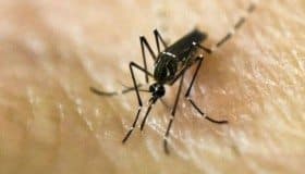 Brasil: comercializarán prueba rápida que detecta zika