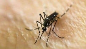 Por zika, EU emite alerta de viaje a Miami