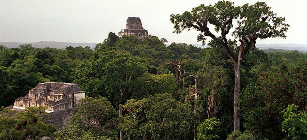 "Sagarpa: La amenaza transgénica a la Selva Maya", artículo de Raúl Benet