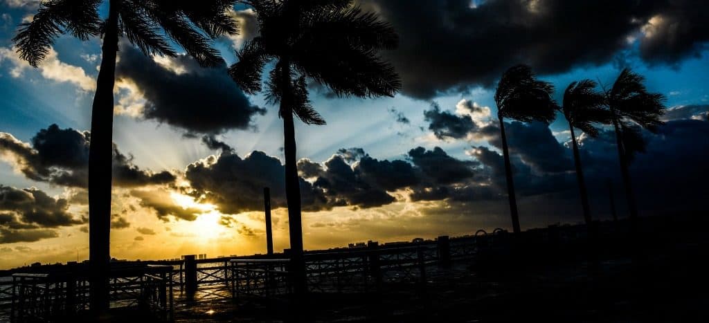 Frena Tribunal tala de mangle en Tajamar y ordena a Semarnat restituir la zona