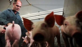 Estados Unidos reporta dos casos de gripe porcina; autoridades recomiendan precauciones