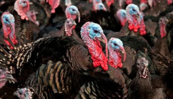 Sacrifican más de 11 mil pavos tras detectarse gripe aviar en Alemania