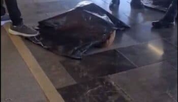 Reportan que metro habría atropellado a perro y cortado sus patas; acusan a personal de no atender al animal