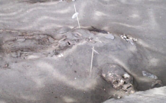 ¿Sabían que las momias más antiguas del mundo no se encuentran en Egipto sino en Chile?