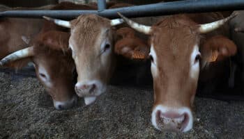 La Secretaría de Agricultura anuncia construcción de planta para combatir el gusano barrenador