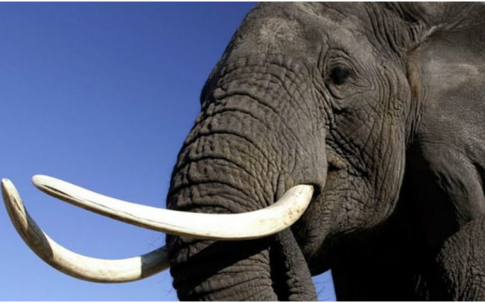 El comercio de marfil por internet continúa en la UE a pesar de las restricciones
