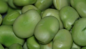 ¿Qué es el haba y para qué sirve?