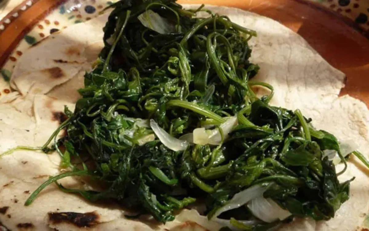 ¿Qué es el quelite y para qué sirve? Aristegui Noticias