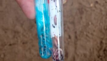 Ante entrada de gusano barrenador a México, EU paró importaciones de ganado: Dittmar | Entérate