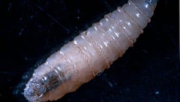 Gusano barrenador ya entró a México; se detectó en Chiapas: Dittmar