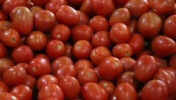 Jitomate | Calidad y cantidad será difícil de sustituir si EU no renueva acuerdo