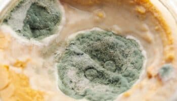 El moho y por qué crece en nuestra comida #Niñonautas con Kirén Miret