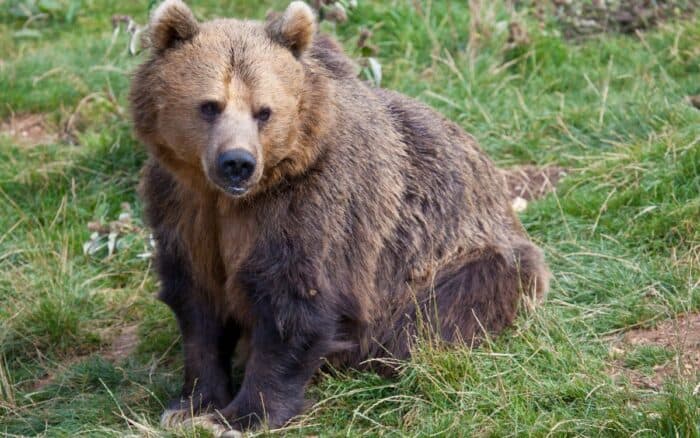 Fingieron haber sido atacados por osos para cobrar seguro; ahora irán a la cárcel
