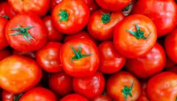 Tomate o jitomate ¿hay una respuesta correcta?