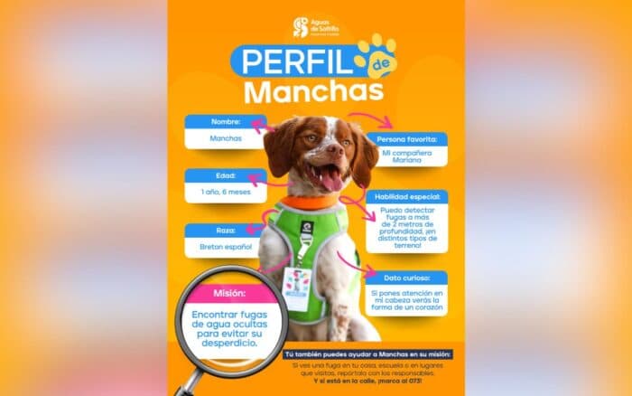Conoce a 'Manchas', el primer perro buscafugas de agua en México