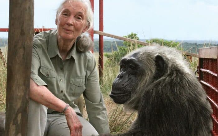 ¿Quién era Jane Goodall, la científica que dedicó su vida a los primates y defensora de la naturaleza?