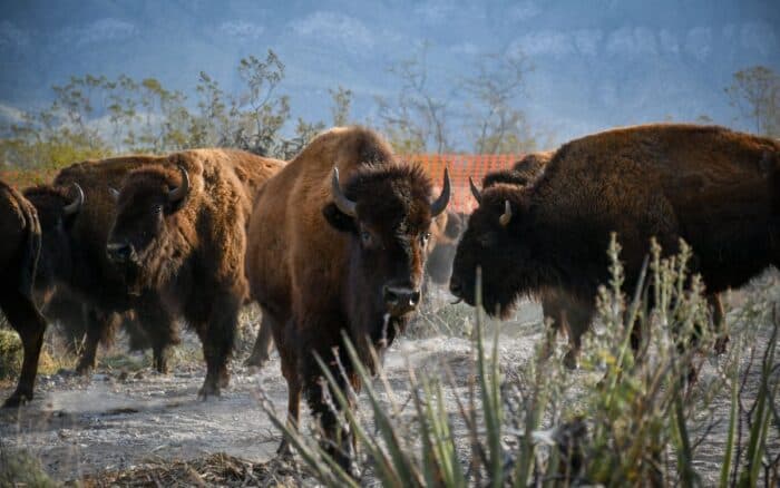 Reintroducción del Bisonte en Cuatro Ciénegas: Un Proyecto Histórico para la Conservación