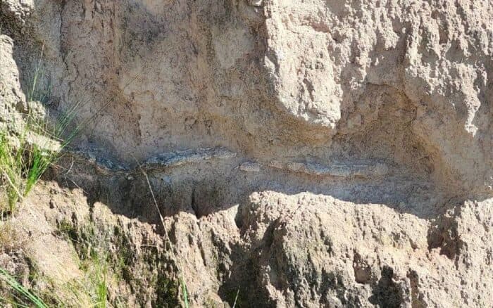 INAH resguarda fósiles encontrados en Puebla