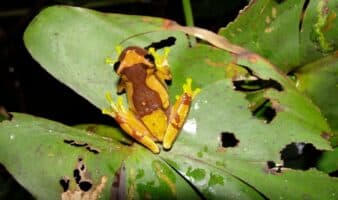 Dormancia, factor clave en los anfibios para tolerar entornos climáticos hostiles