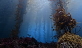 ¿Sabías que los bosques submarinos en México son nuestros aliados contra el cambio climático?