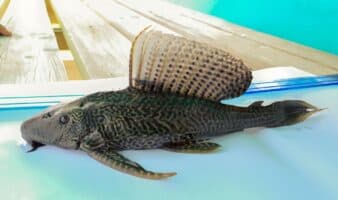 Semana de las especies invasoras: historias de peces, insectos y caracoles que impactan ecosistemas en Latinoamérica