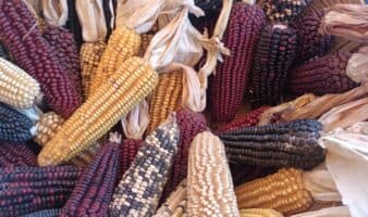 La difícil tarea de erradicar el hambre ante el cambio climático | LANBioCC