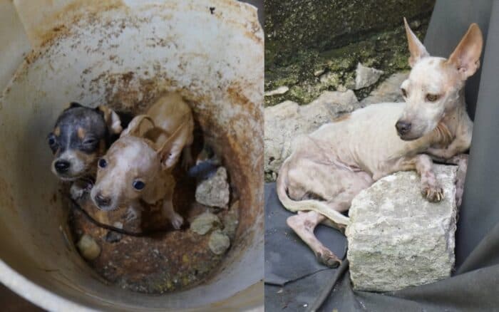 Rescatan a 48 perritos abandonados en Mérida