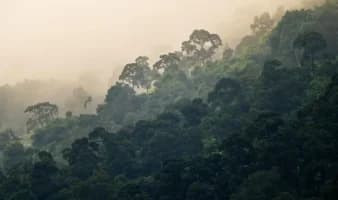 Para mantener los bosques en pie, construir economías que dependan de ellos