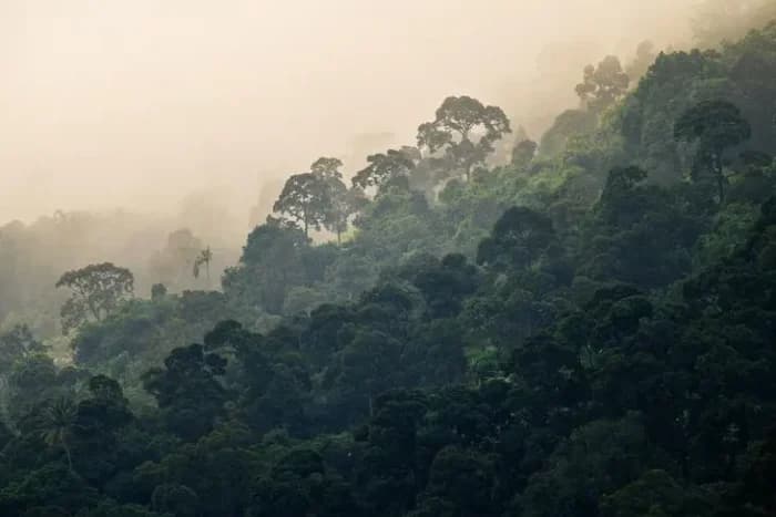 Para mantener los bosques en pie, construir economías que dependan de ellos