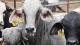 Clembuterol, el riesgoso fármaco que aún es legal en el área médica