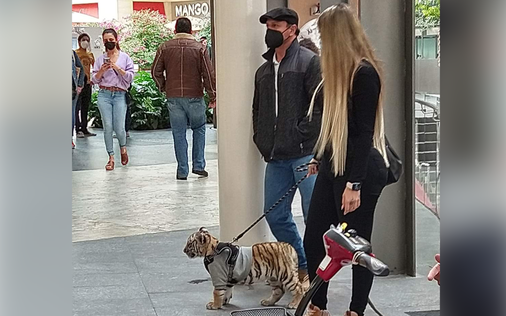 ¿Por qué no debes tener animales exóticos como animales de compañía? Aquí te decimos | Video